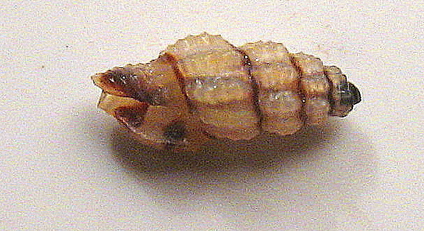 Famiglia CONIDAE